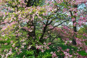 OP Arboretum in bloom